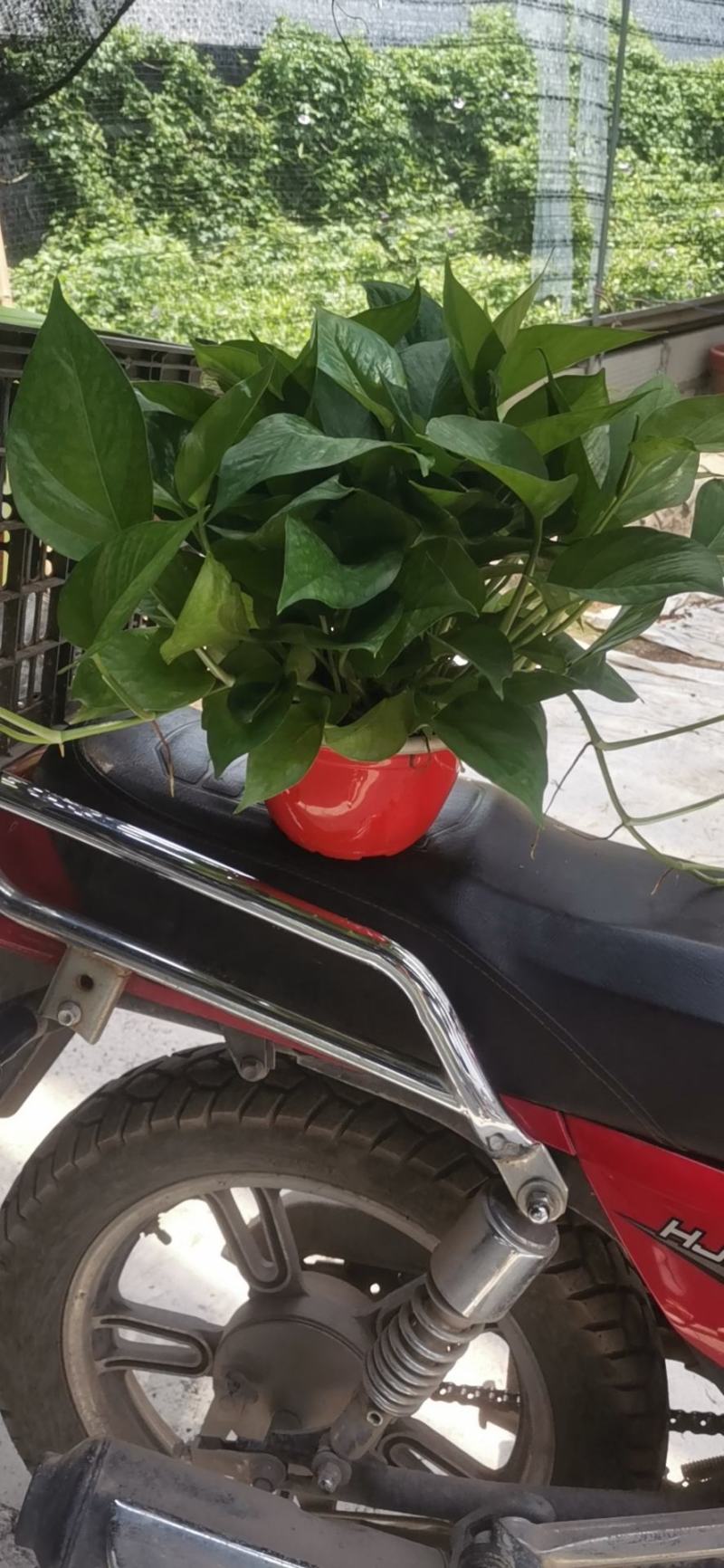 除甲醛净化空气绿萝盆栽室内植物水培花卉绿植绿箩新房家用吸