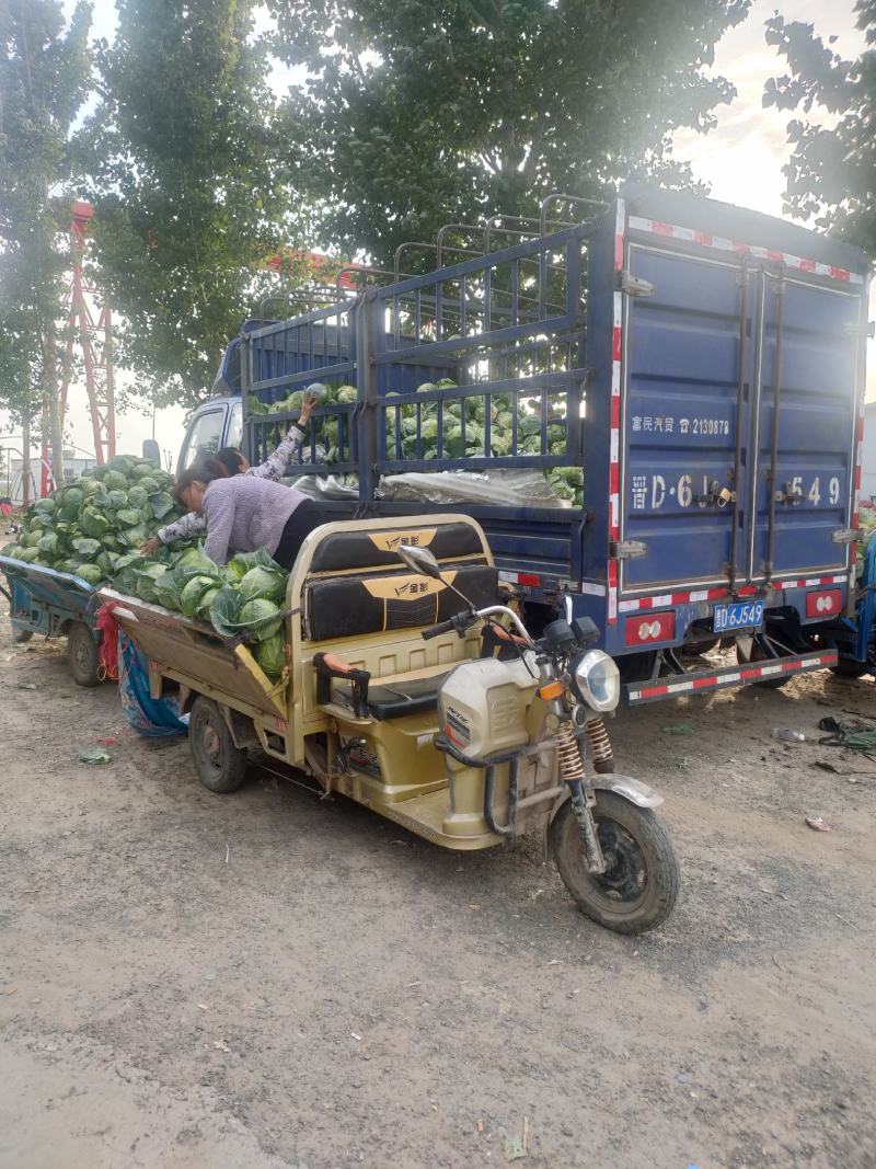 精品甘蓝圆包菜货源充足产地直发实力代办