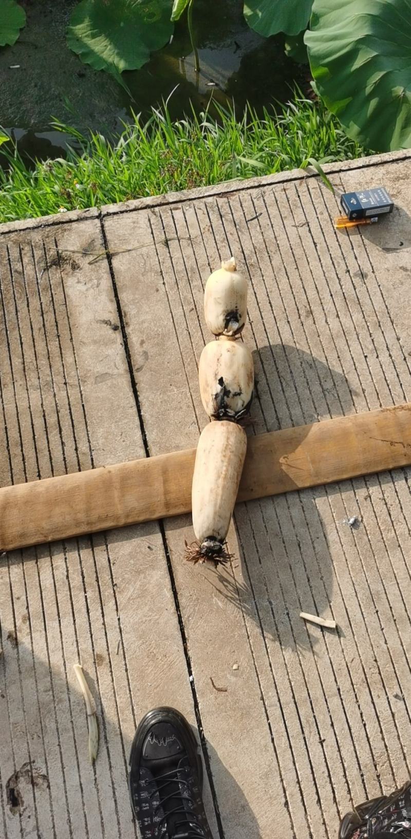 云南竹园新藕上市，可打泡沫箱，大圆白，货等级选择性强
