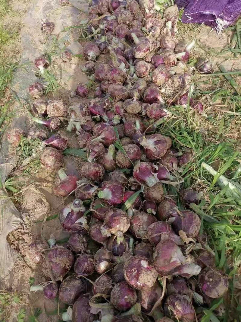 紫皮洋葱二红洋葱货源充足产地直发支持视频看货