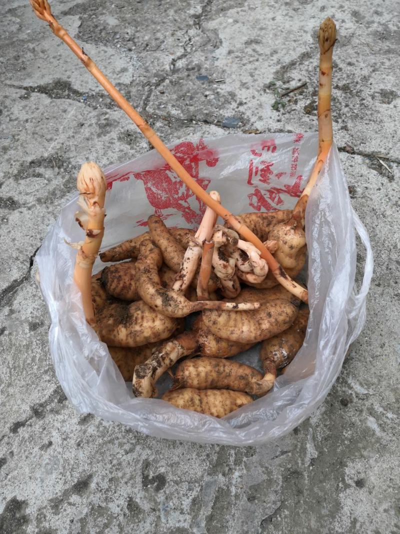 野生乌天麻，纯晒干货能达到无硫，野生一手货源