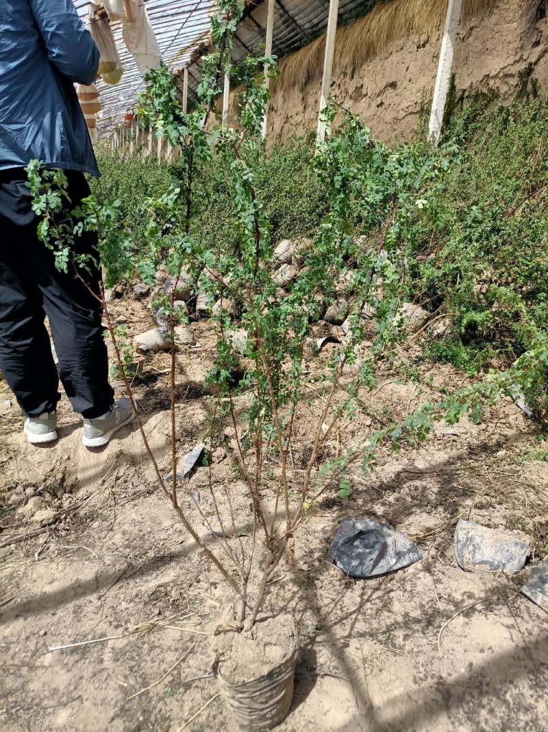 黄刺玫