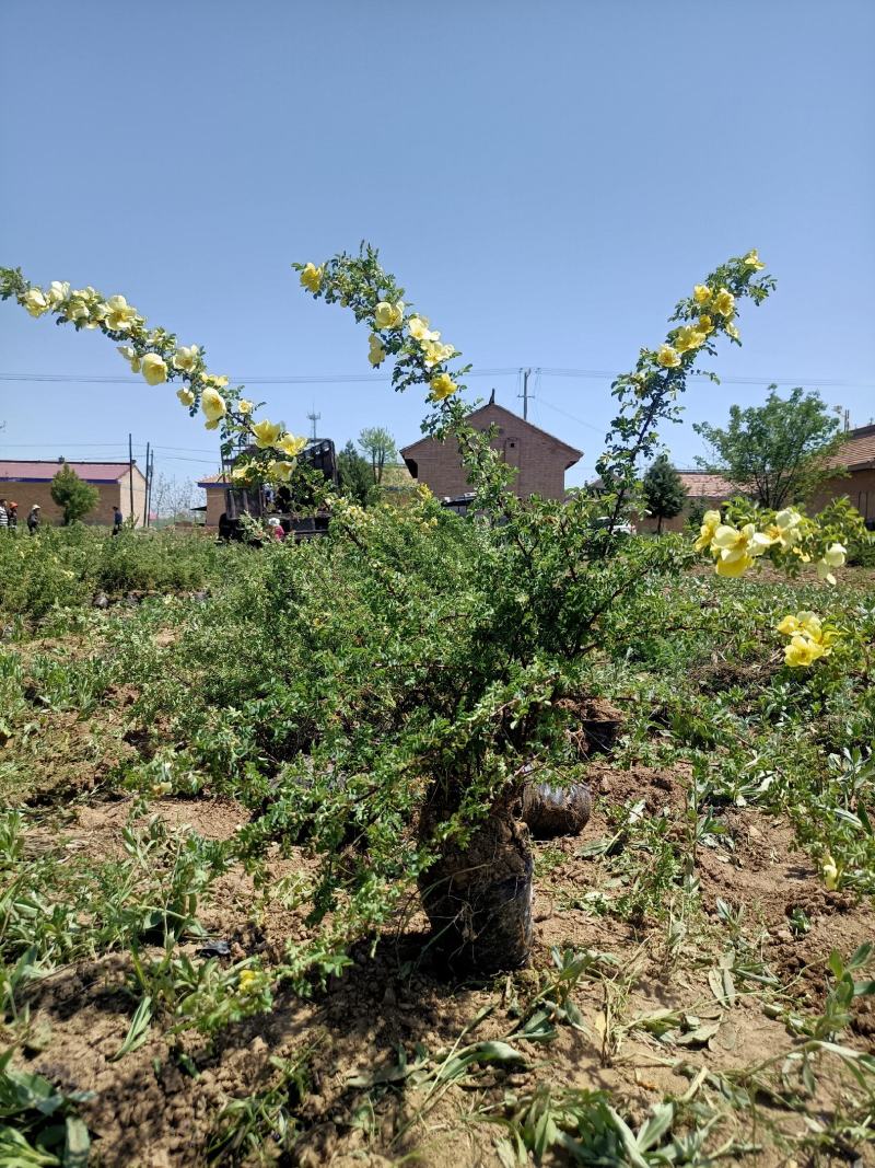 黄刺玫