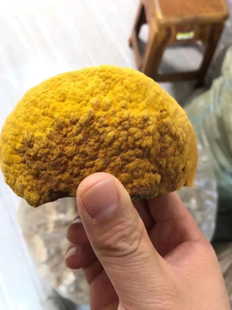 纯桑黄桑树桑黄500克/盒礼盒装全国发货