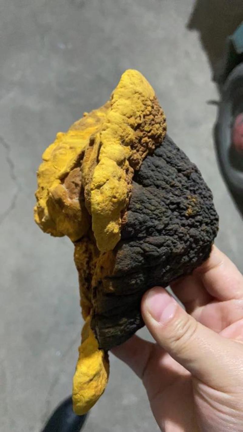纯桑黄桑树桑黄500克/盒礼盒装全国发货