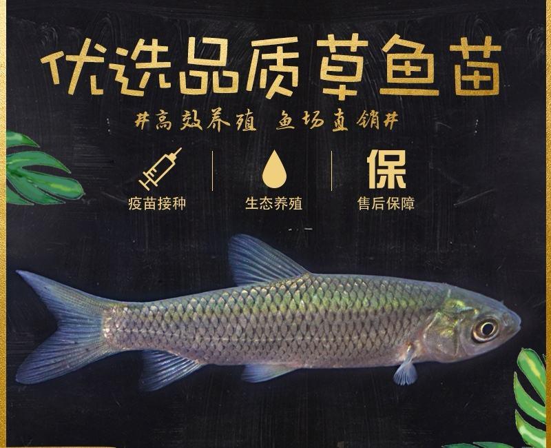贵州草鱼苗、优质草鱼苗、抗病草鱼、草鱼水花、已打疫苗、