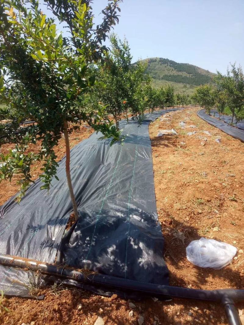 防草布除草布抗老化果园果树遮草盖草布农用园艺地布耐用透气