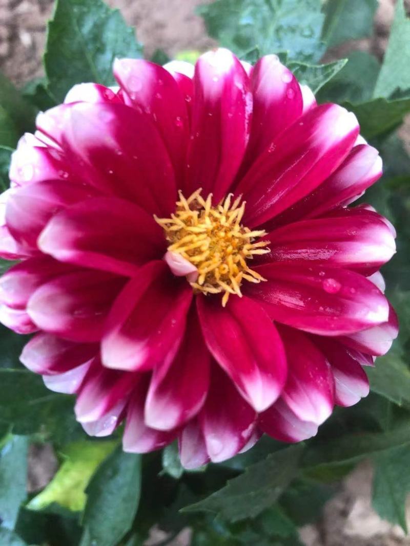 【直发】优质小丽花，盆栽小丽花，品类齐全欢迎致电合作