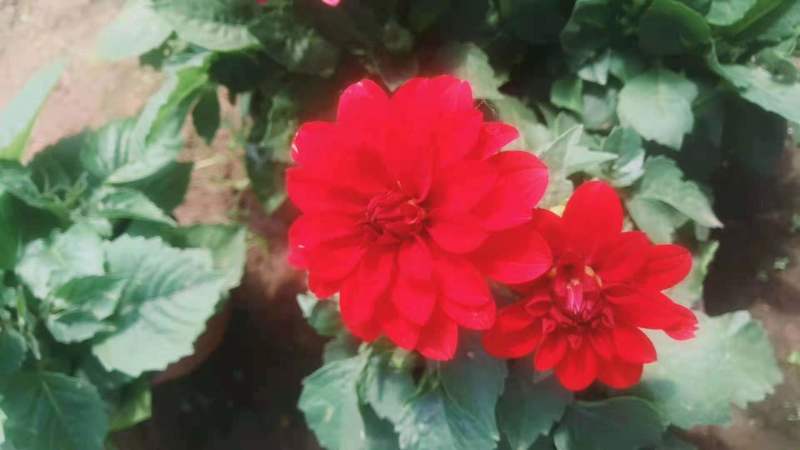 【直发】优质小丽花，盆栽小丽花，品类齐全欢迎致电合作