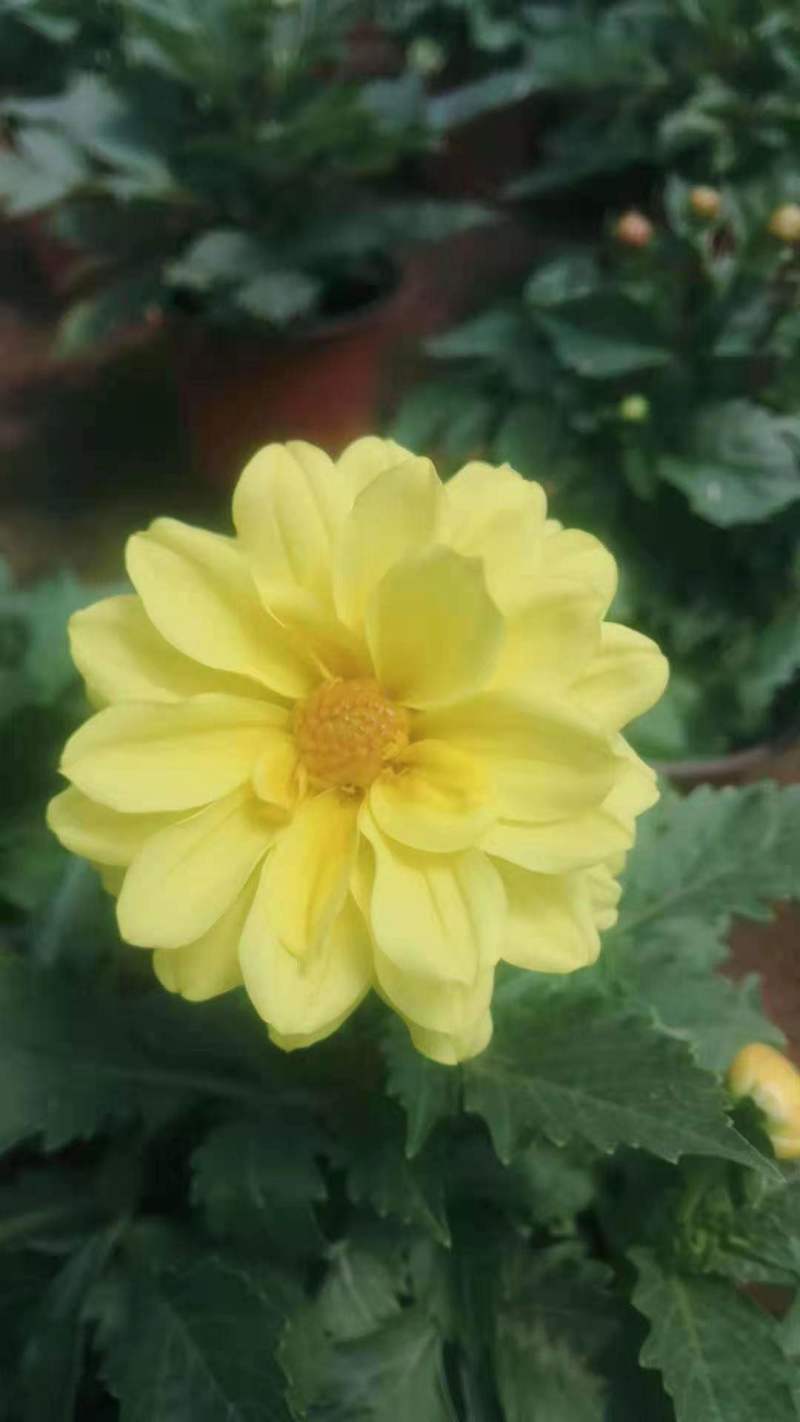 【直发】优质小丽花，盆栽小丽花，品类齐全欢迎致电合作