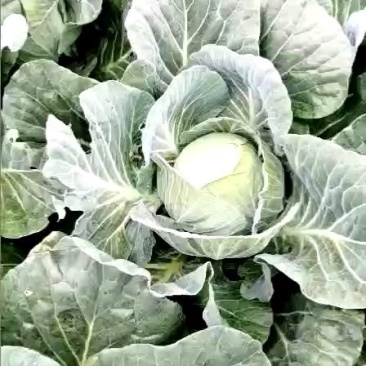 奥其那扁包菜潜江永生蔬菜合作社