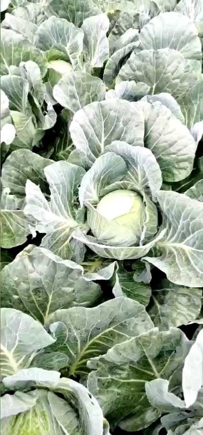 奥其那扁包菜潜江永生蔬菜合作社