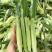 新鲜甜玉米笋小玉米芯仔蔬菜迷你嫩玉米棒水果玉米批发包邮。