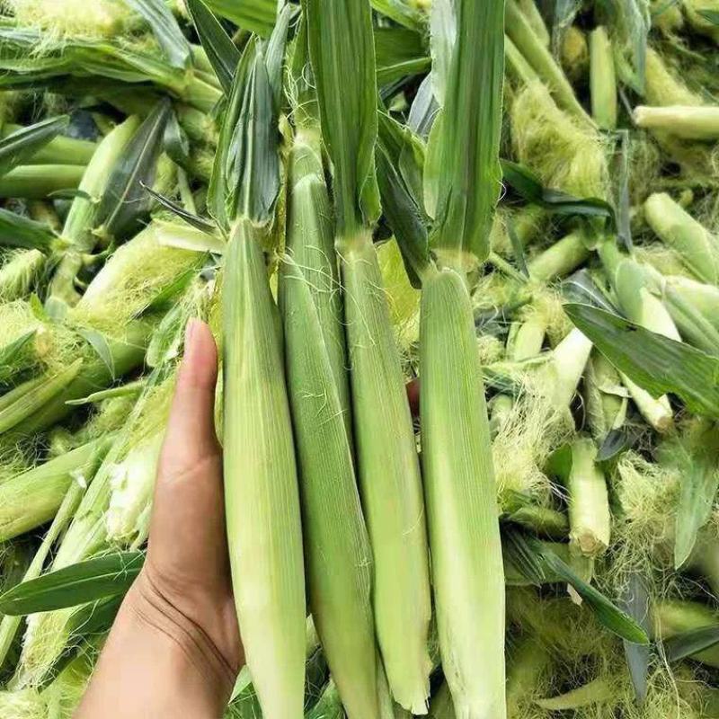 新鲜甜玉米笋小玉米芯仔蔬菜迷你嫩玉米棒水果玉米批发包邮。
