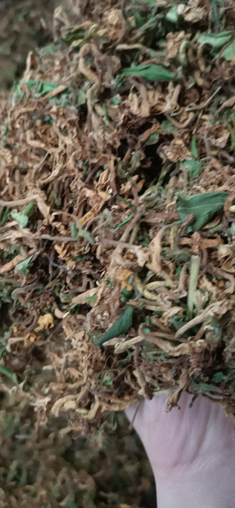 金银花无杂质全新通货，中国人自己的药材