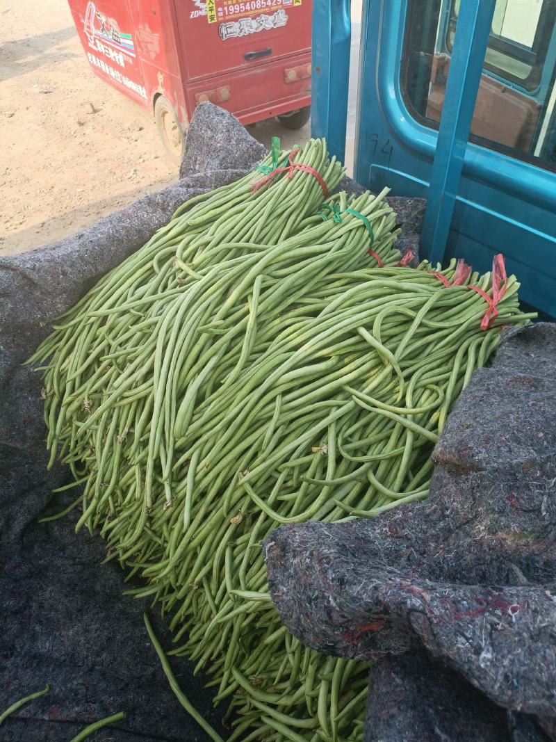 长豆角大量上市。货源充足。质量好，提供泡冰水发车。