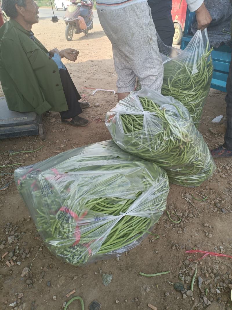 长豆角大量上市。货源充足。质量好，提供泡冰水发车。