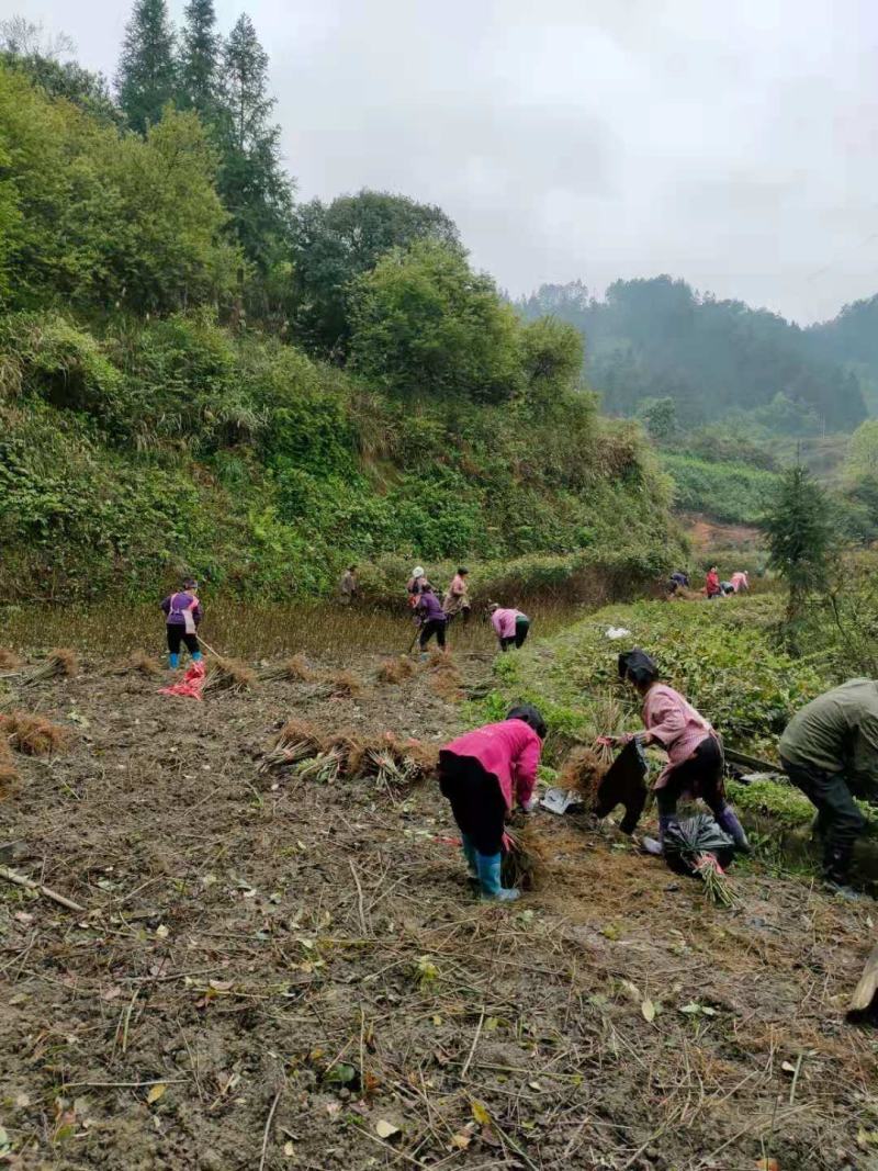 钩藤苗金钩藤苗木华钩藤过国家地理标志剑河县钩藤苗