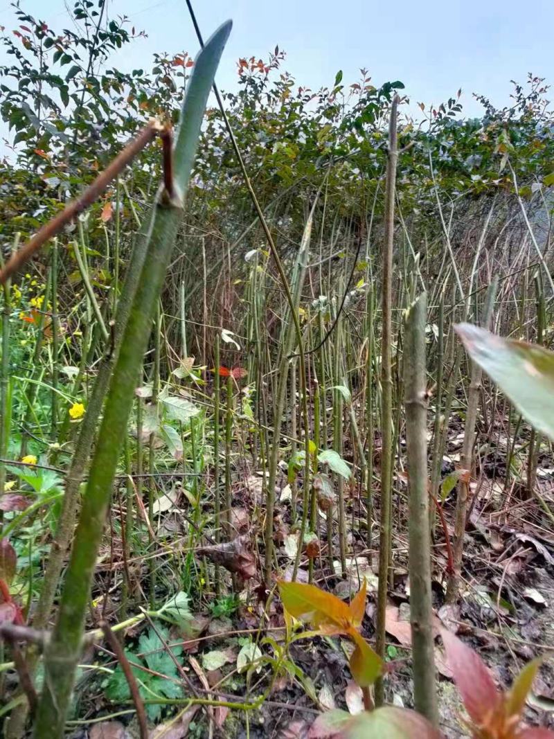 钩藤苗金钩藤苗木华钩藤过国家地理标志剑河县钩藤苗