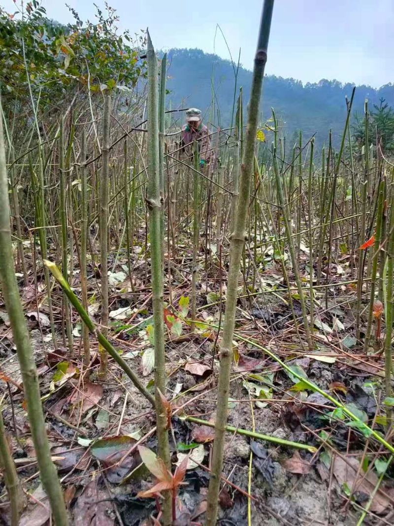 钩藤苗金钩藤苗木华钩藤过国家地理标志剑河县钩藤苗