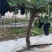 夏黑湖北公安万亩大棚夏黑葡萄大量上市了质量优良