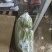 长豆角大量上市。货源充足。质量好，提供泡冰水发车。