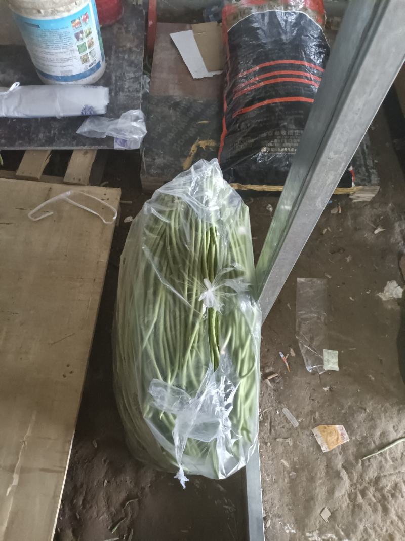 长豆角大量上市。货源充足。质量好，提供泡冰水发车。