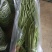 长豆角大量上市。货源充足。质量好，提供泡冰水发车。