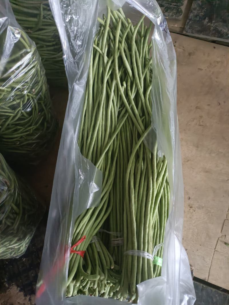 长豆角大量上市。货源充足。质量好，提供泡冰水发车。