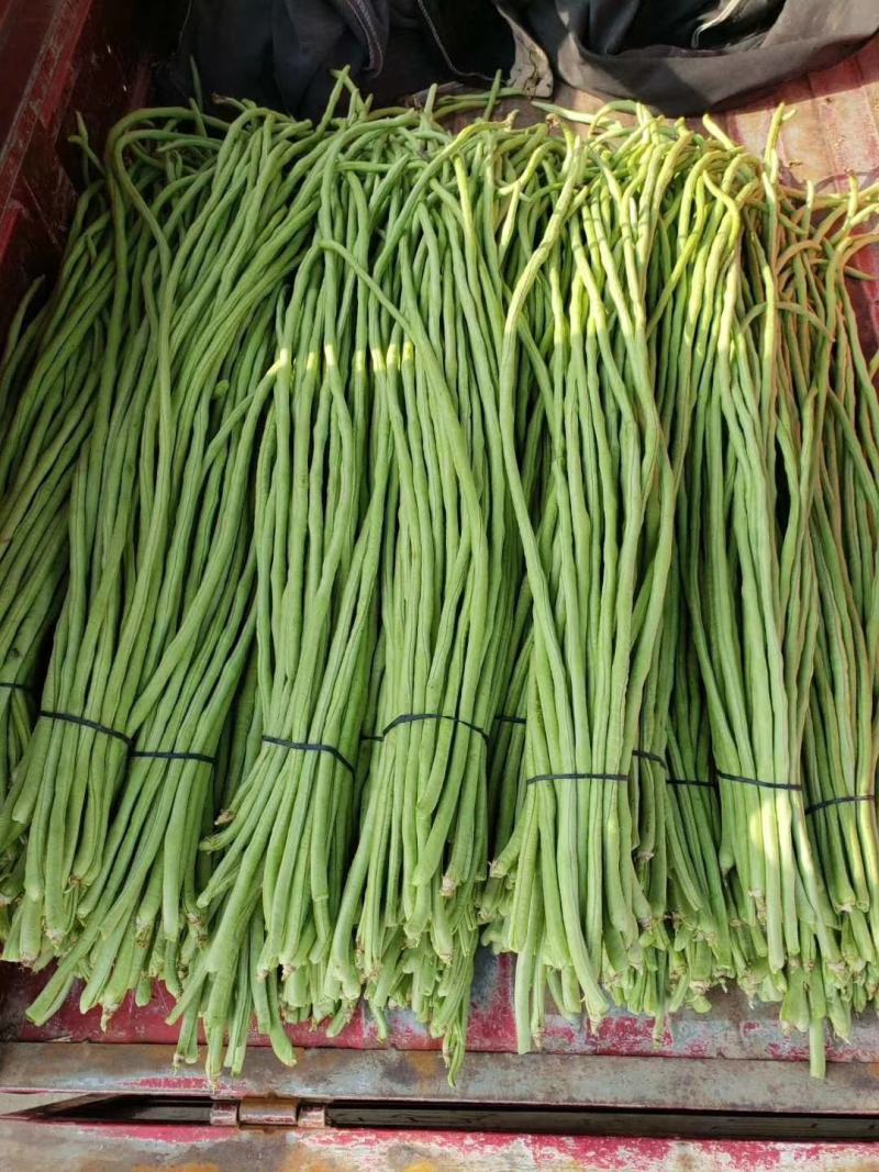 长豆角，精品豇豆，长豇豆，精品供应，全国发货。专业代收