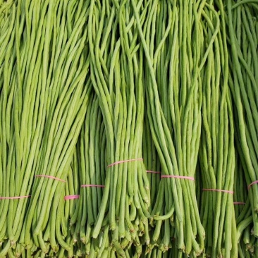 长豆角，精品豇豆，长豇豆，精品供应，全国发货。专业代收