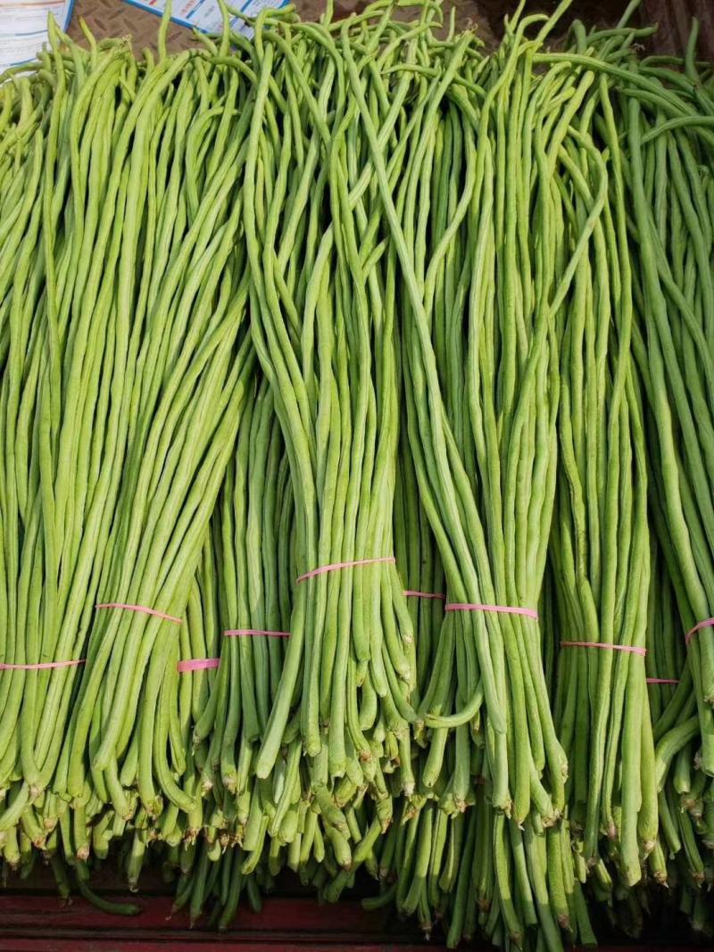长豆角，精品豇豆，长豇豆，精品供应，全国发货。专业代收