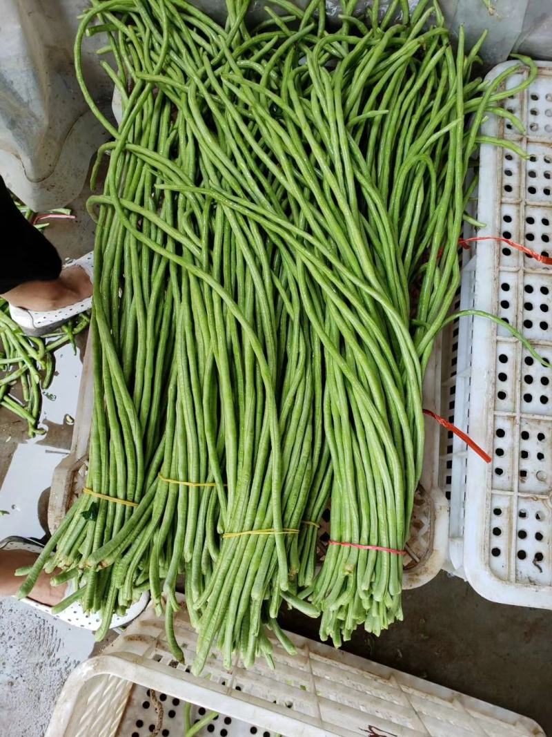 长豆角，精品豇豆，长豇豆，精品供应，全国发货。专业代收