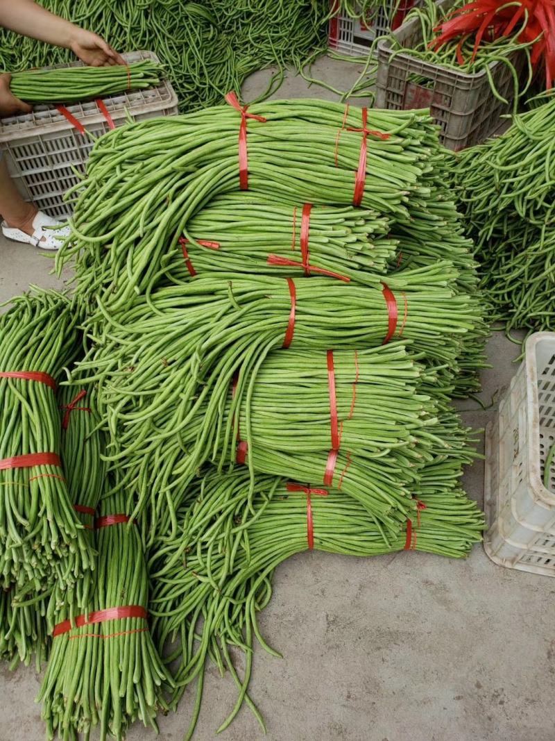 长豆角，精品豇豆，长豇豆，精品供应，全国发货。专业代收