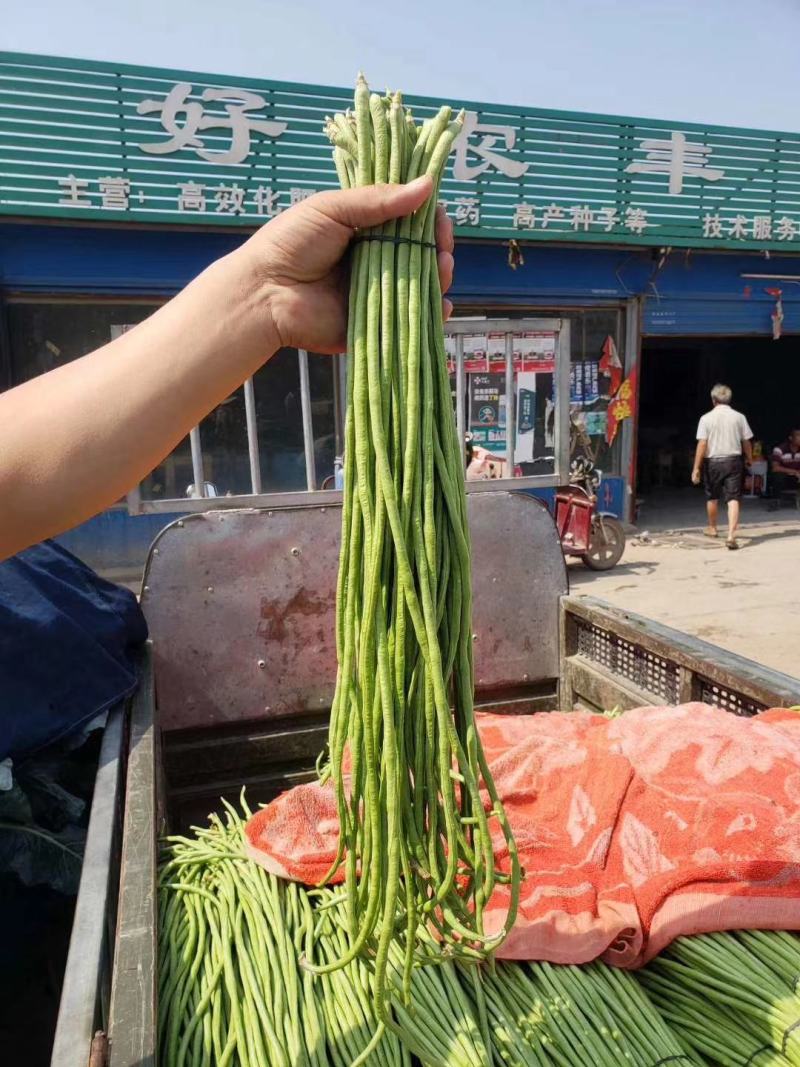 长豆角，精品豇豆，长豇豆，精品供应，全国发货。专业代收