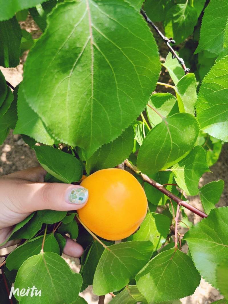 自家金太阳大杏