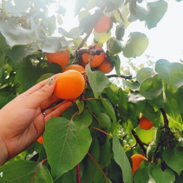 自家金太阳大杏