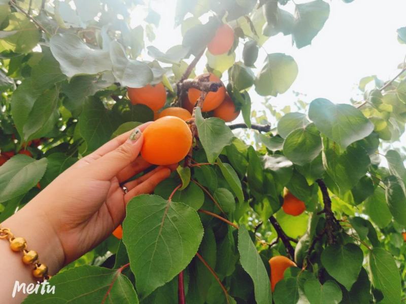 自家金太阳大杏