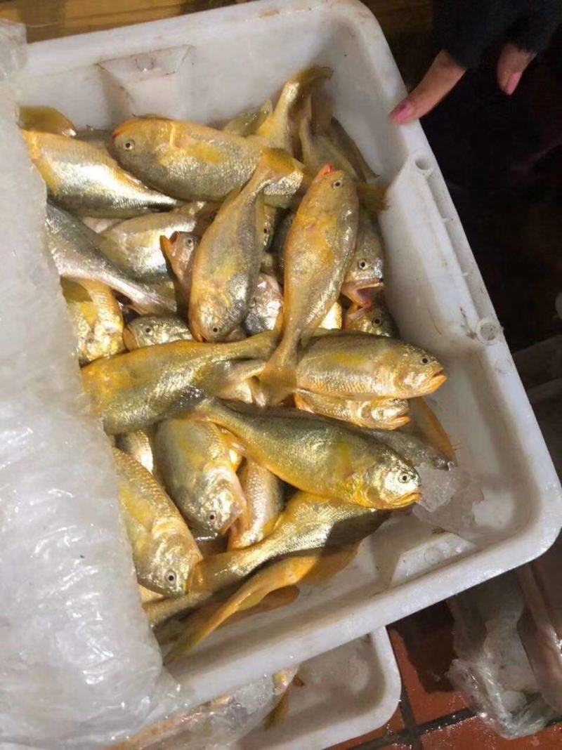 大梅童鱼梅子鱼小眼睛鱼大头宝圆头宝鲜货，丝网，统货