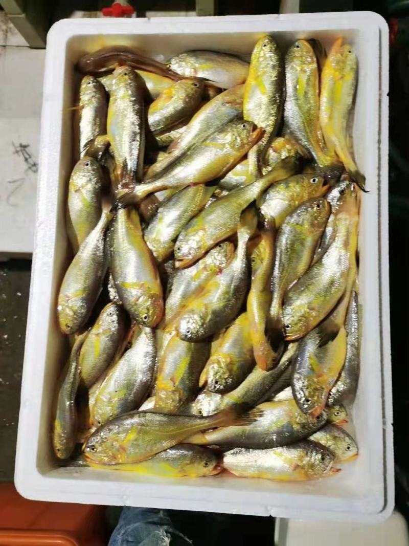 大梅童鱼梅子鱼小眼睛鱼大头宝圆头宝鲜货，丝网，统货