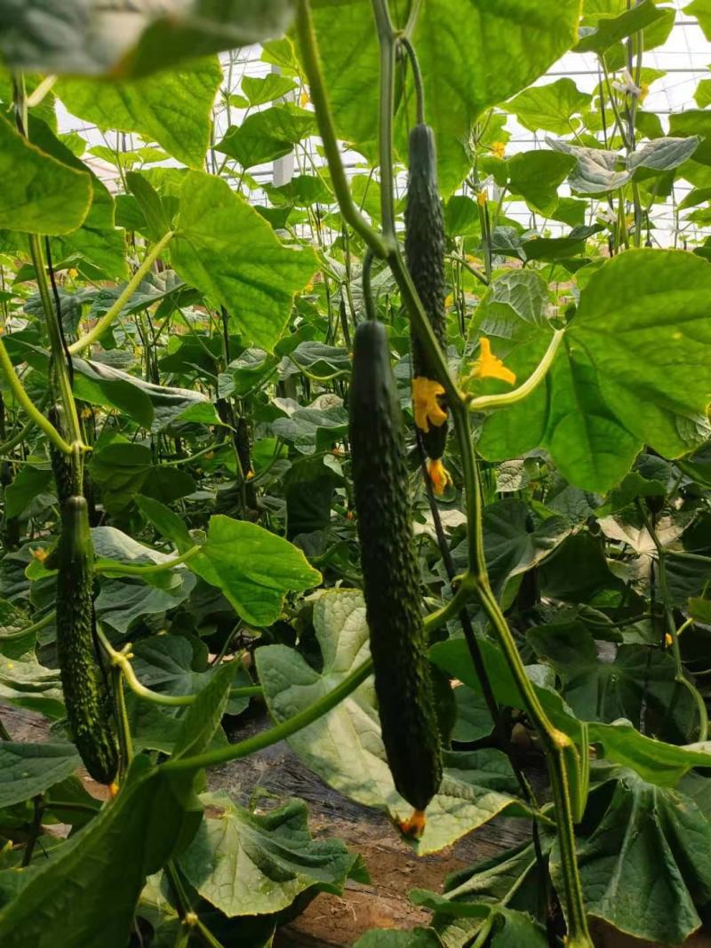 黄瓜苗，优质嫁接黄瓜苗抗病、高产！种苗基地一手货源！