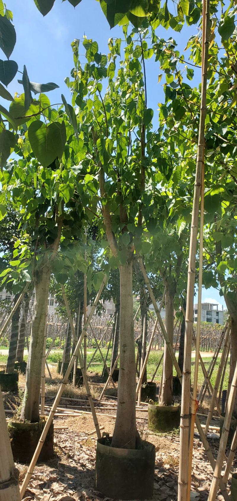 菩提榕广东市政绿化用苗，道路用苗，寺庙用苗