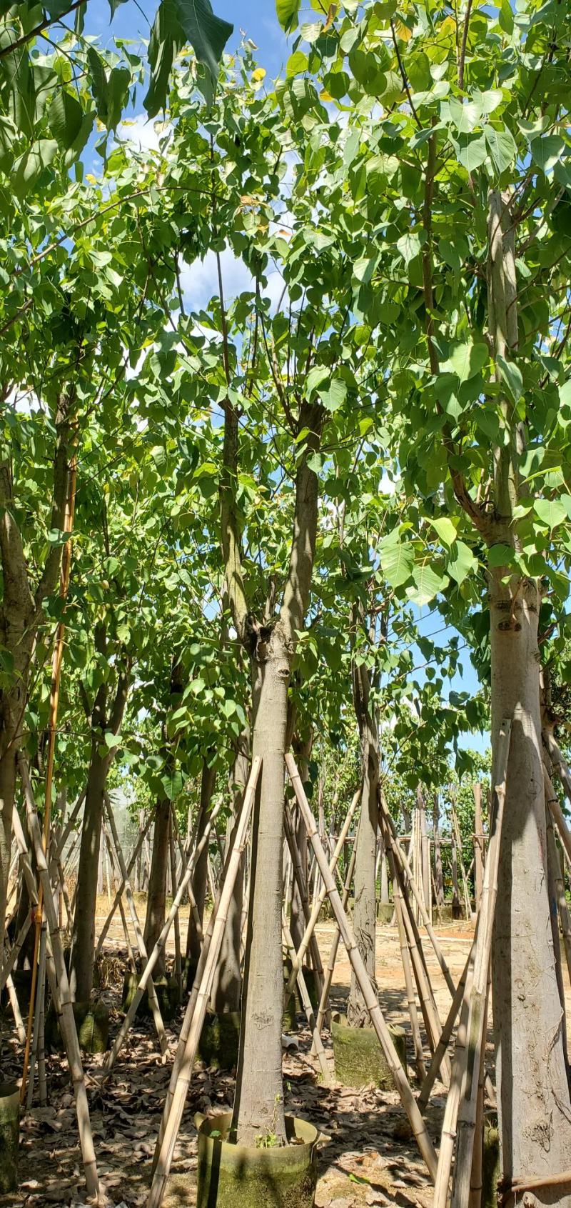 菩提榕广东市政绿化用苗，道路用苗，寺庙用苗