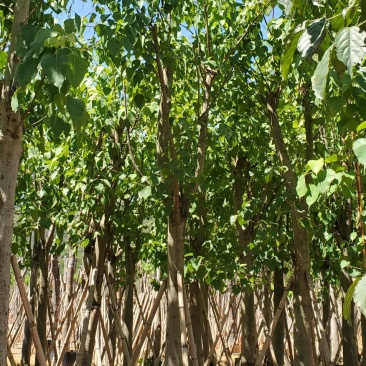 菩提榕广东市政绿化用苗,道路用苗,寺庙用苗