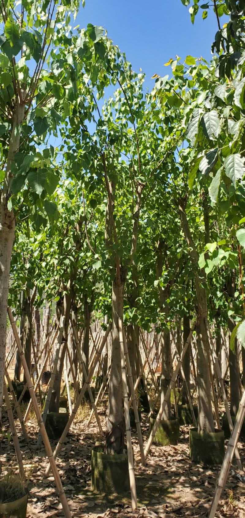 菩提榕广东市政绿化用苗，道路用苗，寺庙用苗