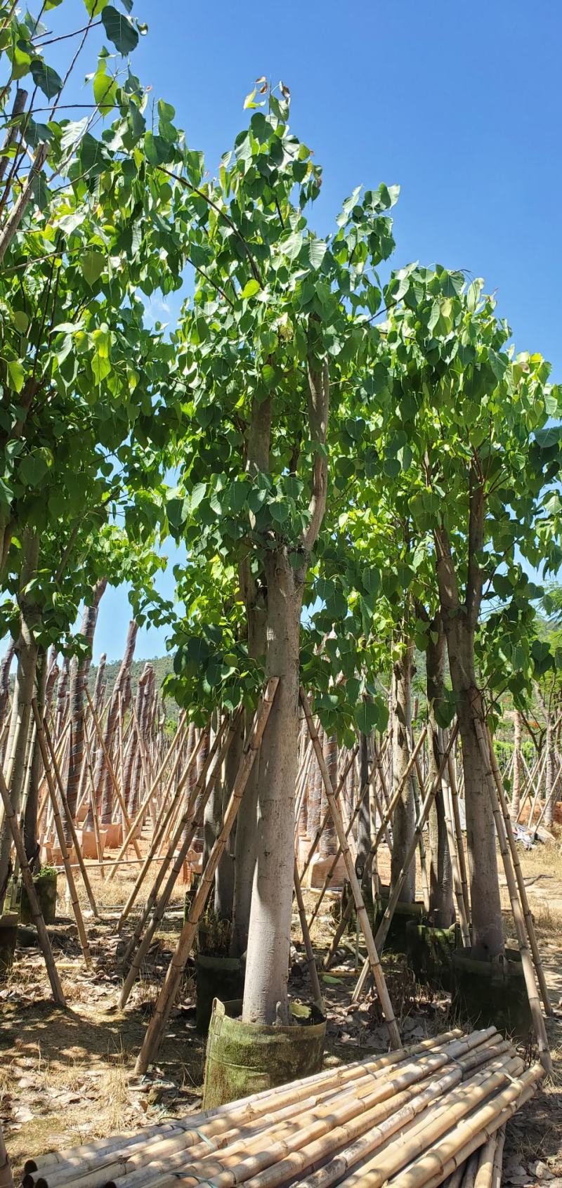 菩提榕广东市政绿化用苗，道路用苗，寺庙用苗