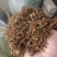 金银花无杂质全新通货，中国人自己的药材