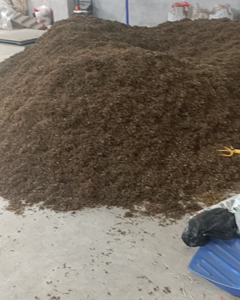 金银花无杂质全新通货，中国人自己的药材