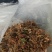 金银花无杂质全新通货，中国人自己的药材