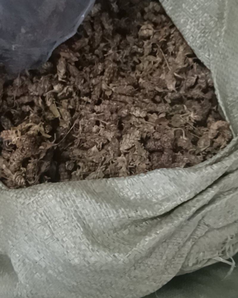 夏枯球纯野生无杂志全新货中国人自己的药材